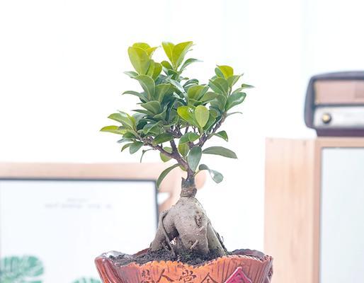 室内盆景干叶的处理方法是什么？