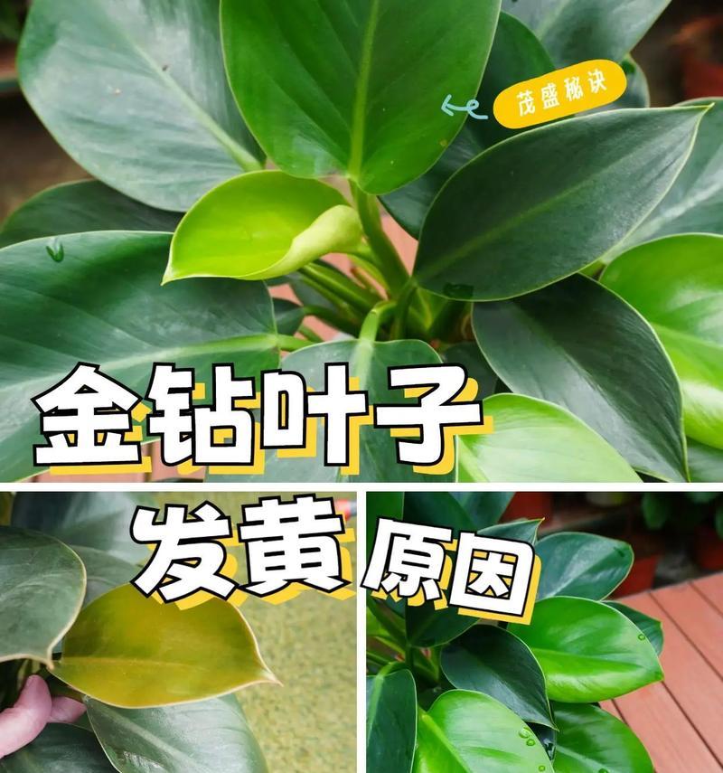 室内盆景干叶的处理方法是什么？