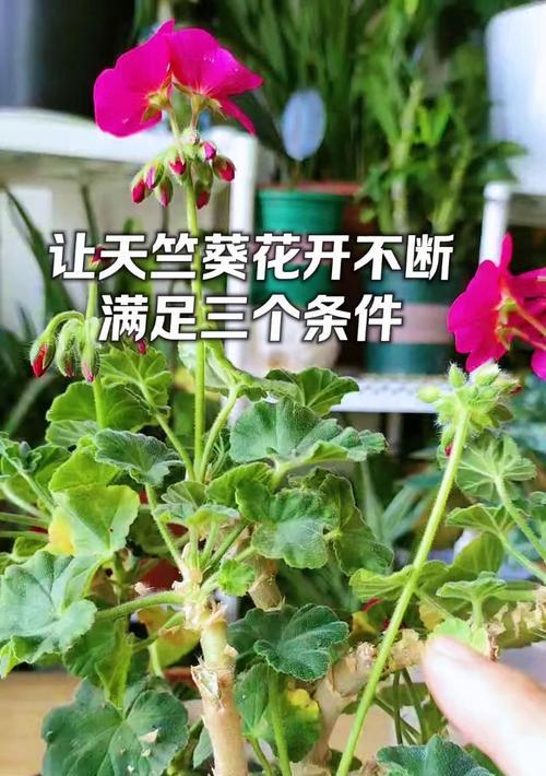 天竺葵的养殖技巧有哪些？
