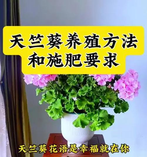 天竺葵的养殖技巧有哪些？