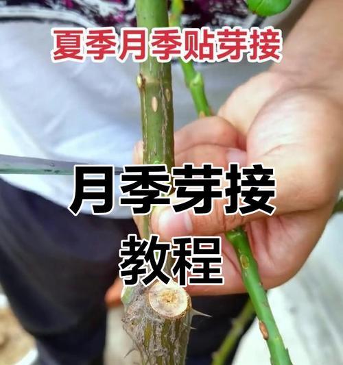 月季压花的制作过程及注意事项是什么？
