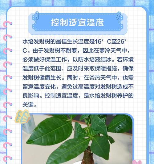 叶子发黄发霉怎么办呢？有效防治方法有哪些？