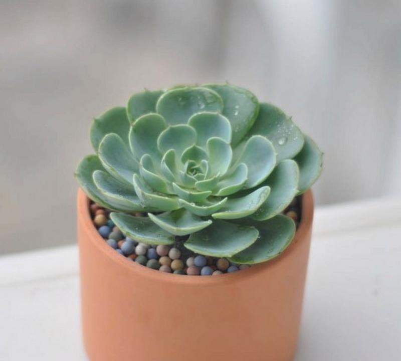 阳台适合种植哪些花卉？