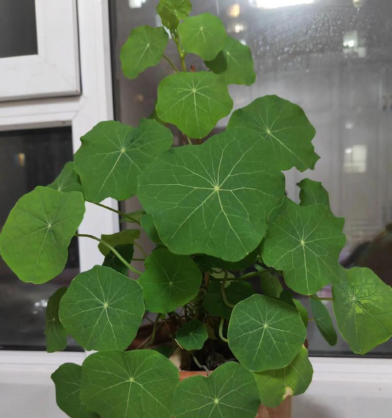 阳台适合种植哪些花卉？