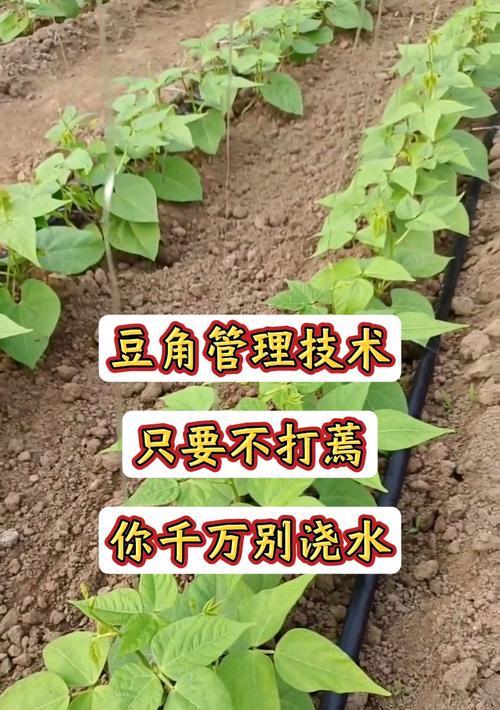 豆角的管理浇水方法是什么？如何正确浇水？