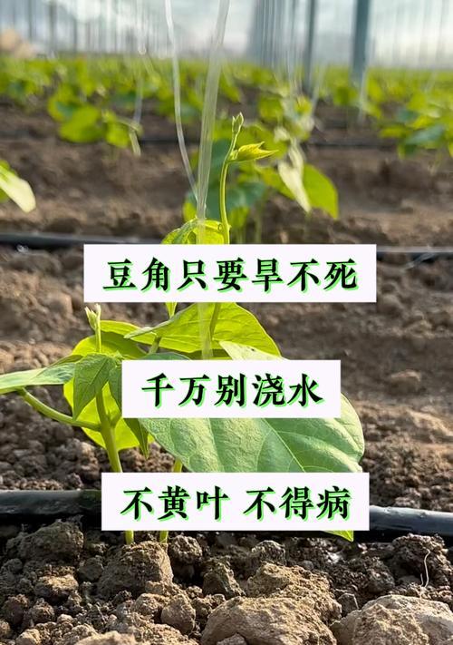 豆角的管理浇水方法是什么？如何正确浇水？