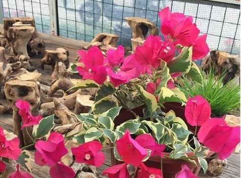 阳台种植三角梅哪种品种最勤花且易养？