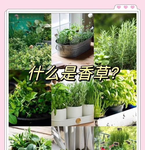 芳香植物香草有哪些独特特点？如何选择？