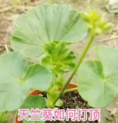 天竺葵怎么长出更多分枝？如何促进天竺葵的分枝生长？
