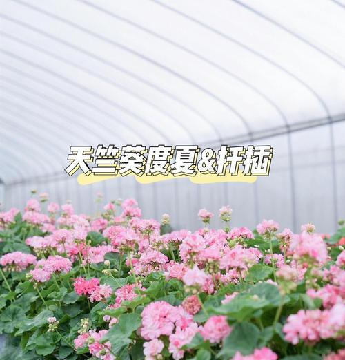 天竺葵怎么长出更多分枝？如何促进天竺葵的分枝生长？