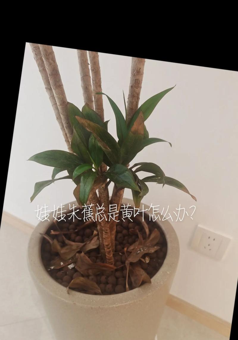 花新长叶子发黄怎么办呢？如何判断原因并处理？