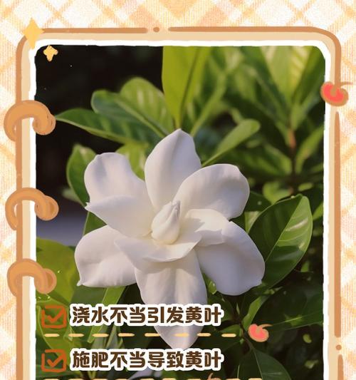 花新长叶子发黄怎么办呢？如何判断原因并处理？