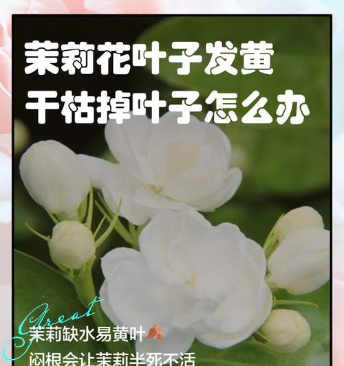 花新长叶子发黄怎么办呢？如何判断原因并处理？