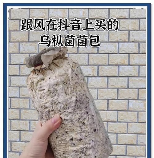 乌枞菌野生栽培技术？乌枞菌栽培需要注意什么？