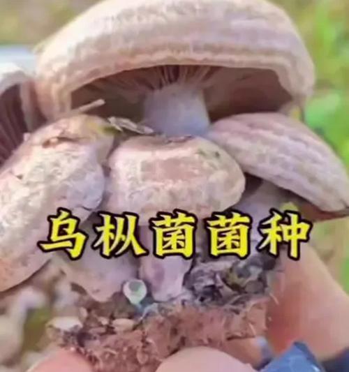 乌枞菌野生栽培技术？乌枞菌栽培需要注意什么？