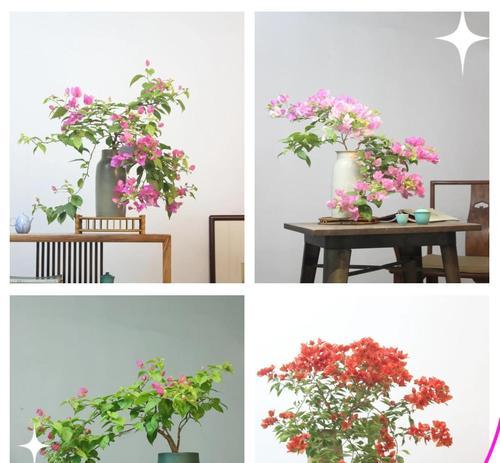 户外挖的三角梅如何种植？种植前需要做哪些准备？
