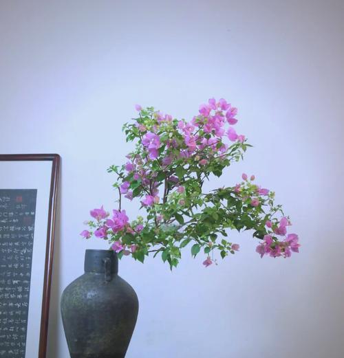 户外挖的三角梅如何种植？种植前需要做哪些准备？