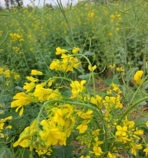 冬油菜栽培需要哪些肥料？