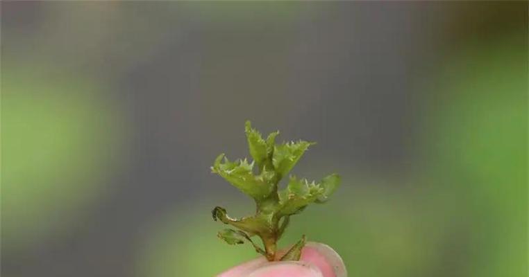 哪些水生植物需要泥土生长？