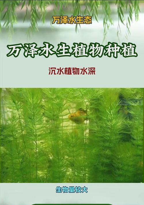 哪些水生植物需要泥土生长？