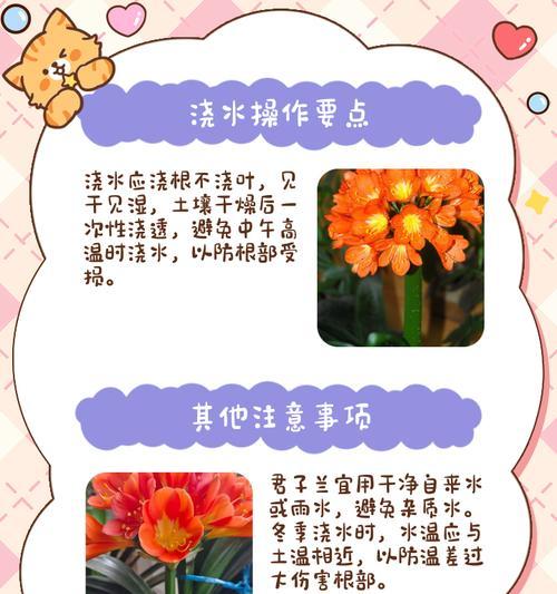 君子兰需要抹油吗？抹油的方法是什么？