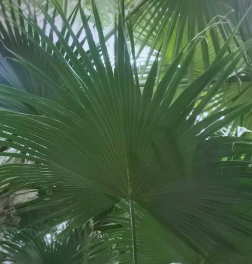 哪些小型热带植物适合观赏？