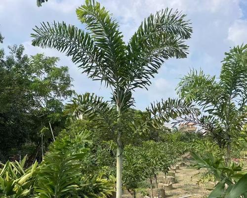 哪些小型热带植物适合观赏？