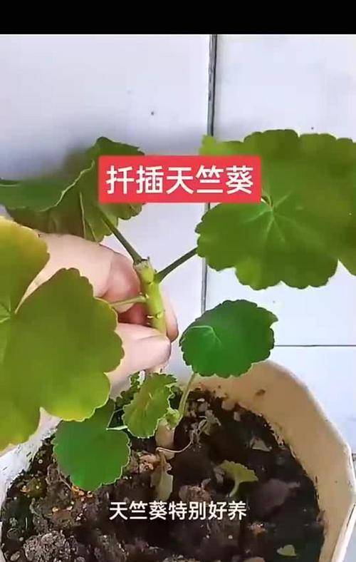 天竺葵扦插老杆怎么办？如何处理老杆问题？