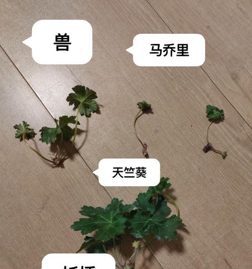 天竺葵扦插老杆怎么办？如何处理老杆问题？