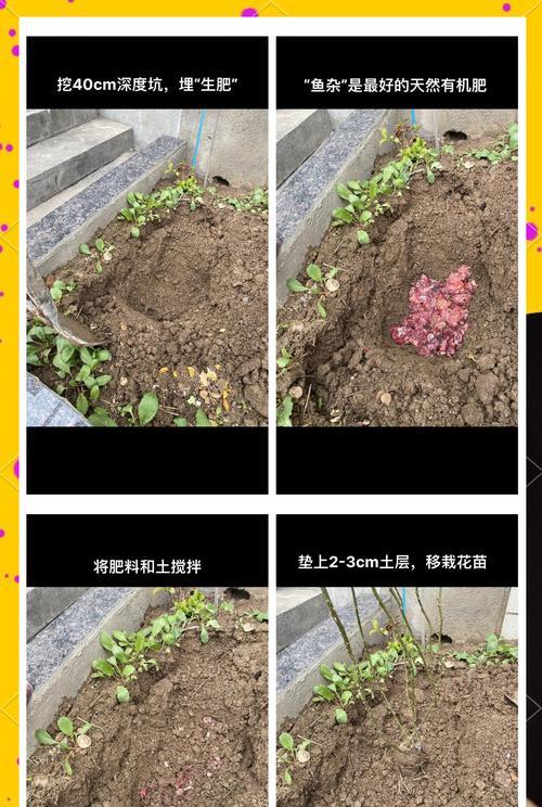 粉龙月季老桩如何种植？老桩月季的种植技巧有哪些？