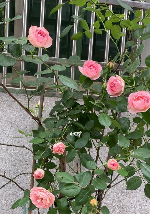 粉龙月季老桩如何种植？老桩月季的种植技巧有哪些？