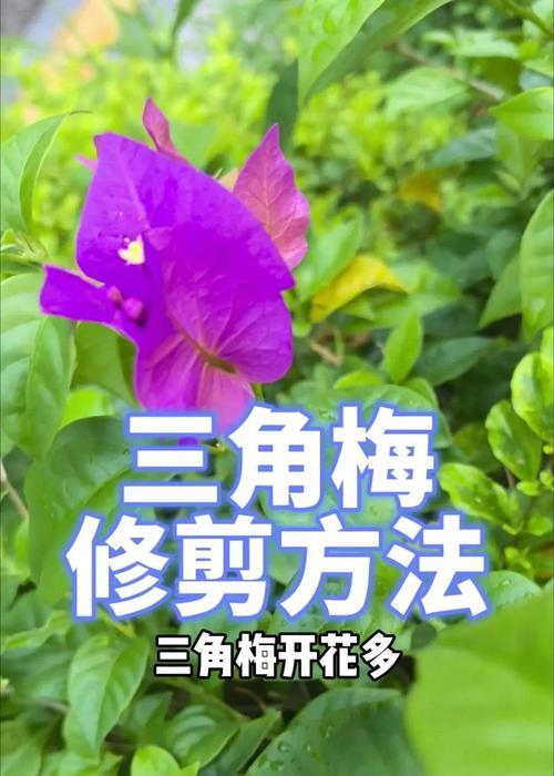 三角梅游龙造桩的修剪方法是什么？