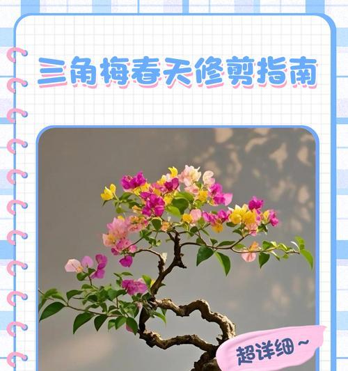 三角梅游龙造桩的修剪方法是什么？