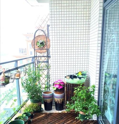 哪些花卉适合在阳台全年种植？