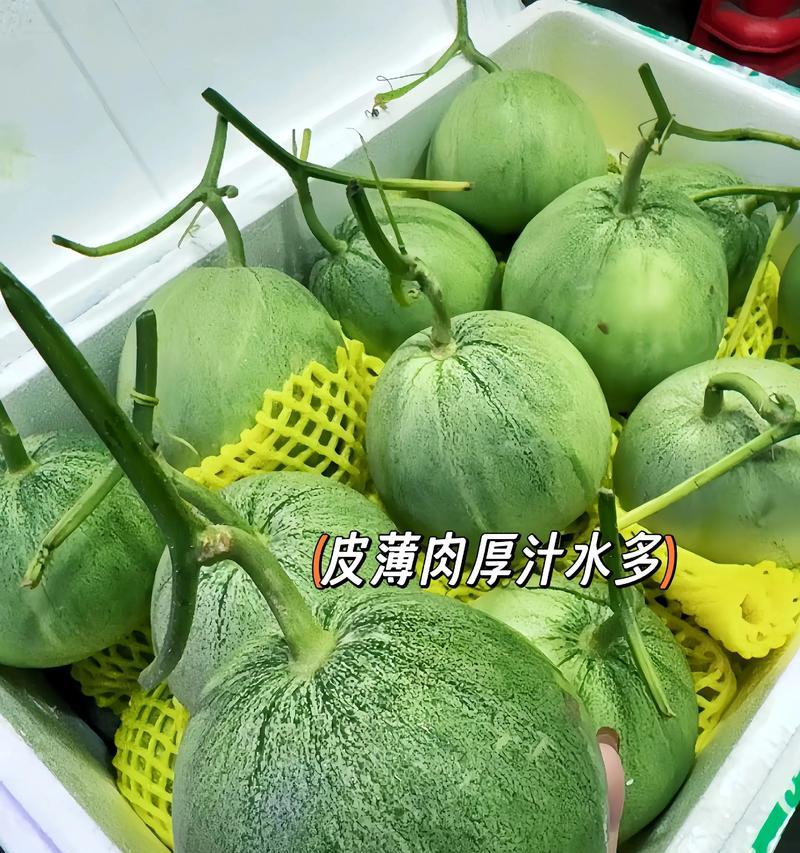 绿宝石甜瓜叶子发黄的原因是什么？