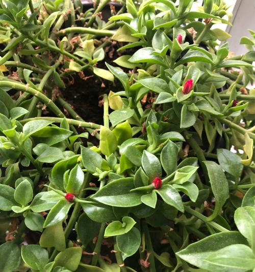 绿苏子叶子发黄的种植问题如何解决？