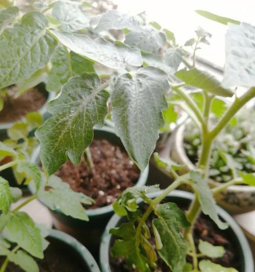 绿苏子叶子发黄的种植问题如何解决？