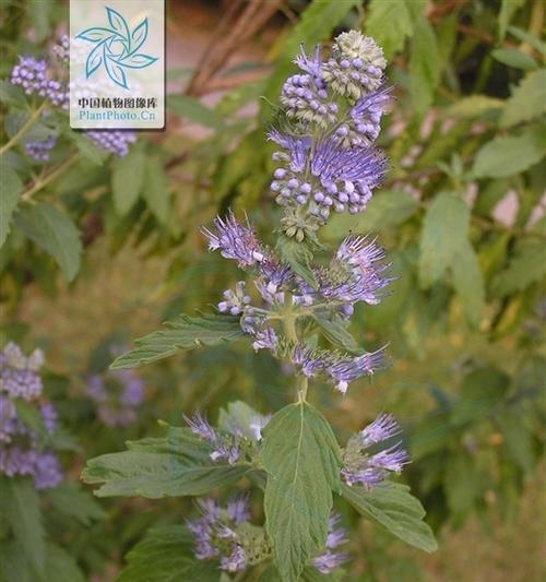 植物类香草的特点和作用是什么？