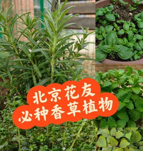 植物类香草的特点和作用是什么？