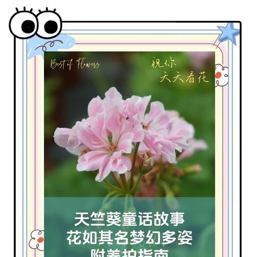 天竺葵奥斯塔拉怎么养？有哪些注意事项？