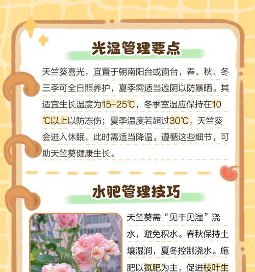 天竺葵奥斯塔拉怎么养？有哪些注意事项？
