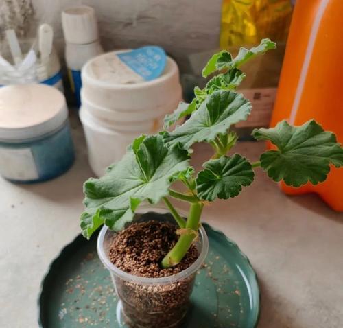 天竺葵奥斯塔拉怎么养？有哪些注意事项？