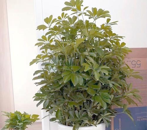 掌上盆景的培养方法是什么？如何打造完美的掌上盆景？
