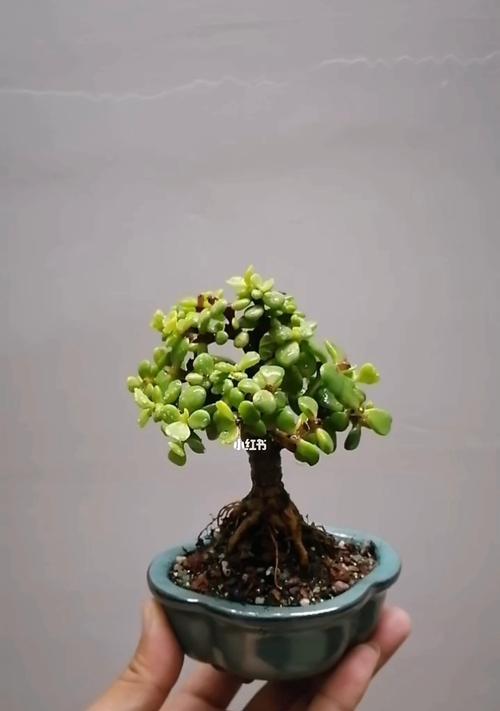 掌上盆景的培养方法是什么？如何打造完美的掌上盆景？