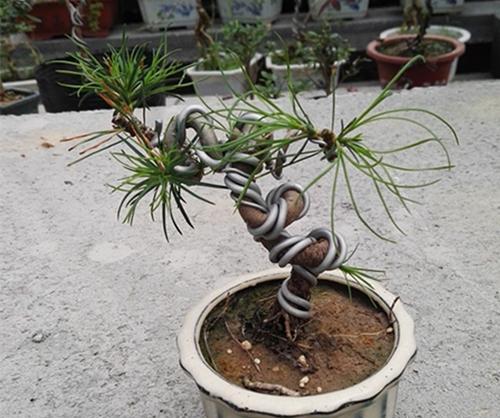 掌上盆景的培养方法是什么？如何打造完美的掌上盆景？