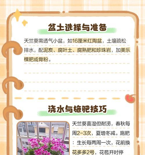 天竺葵大山宫大苗如何养护？