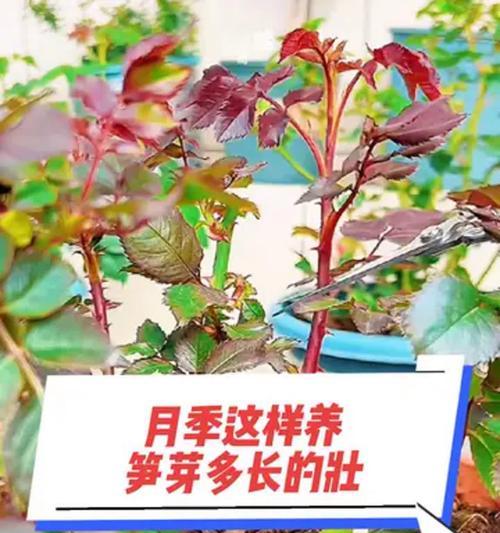 月季爆笋后如何养护？月季爆笋的正确处理方式是什么？