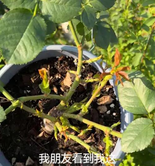 月季爆笋后如何养护？月季爆笋的正确处理方式是什么？