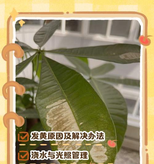 银翘树叶子发黄的原因及处理方法是什么？