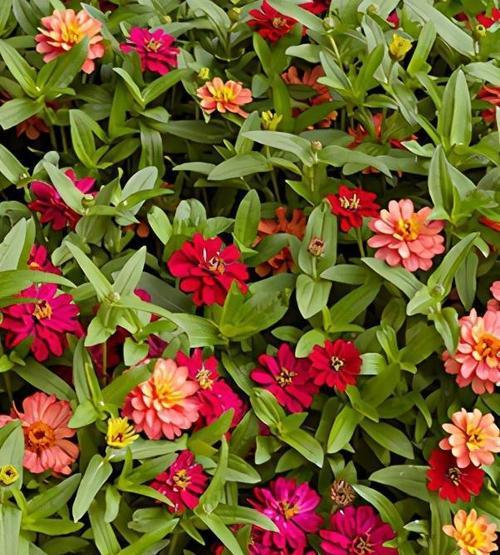 阳台悬挂的花卉名称是什么？